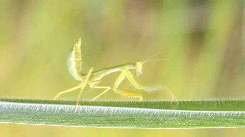 Close up mantis on the branches. 스톡 동영상 76358410