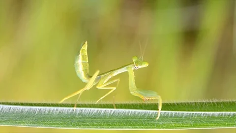 Close up mantis on the branches. Stockbeeldmateriaal 76358450