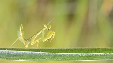 Close up mantis on the branches. Stock-Footage 76358533