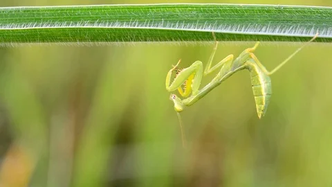 Close up mantis on the branches. 스톡 동영상 76358678