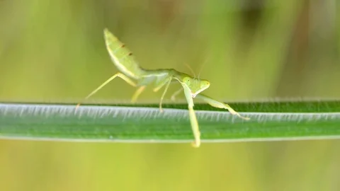 Close up mantis on the branches. Stockbeeldmateriaal 76358842