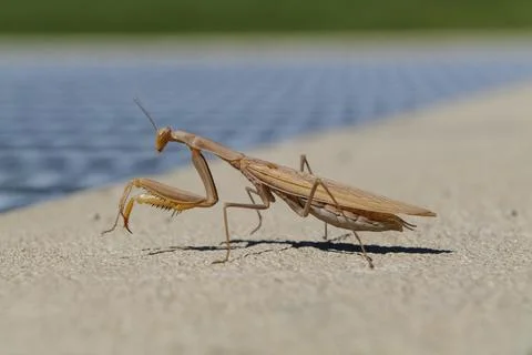 Close-up of a mantis on a concrete surface in a city. Stock Photos