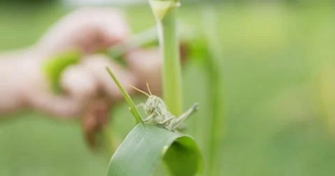 Close-up of Mantis insect sits on a leaf at farm. The predatory insect preys  Stockbeeldmateriaal 200927911