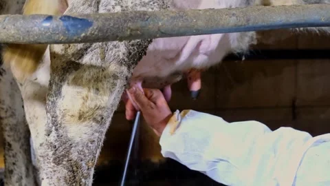 Close-Up of Manual Cow Milking Process on Dairy Farm Stock Footage 333331340