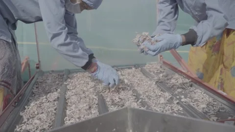 Close up of manual food processing and sorting Stock-Footage 327443624