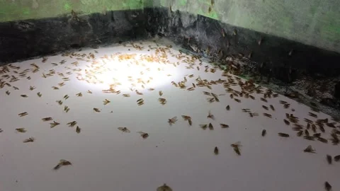 Close up of many alates flying termites crawling on white surface near the wall. 库存影片 335019387