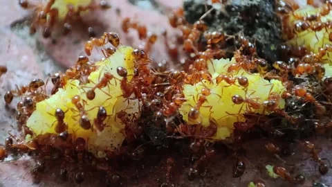 Close up of many ants on the ground to collect food Stock Footage 168350280