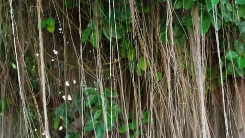 Close-up of many banyan tree roots, branches and lianas are hanging down and Stock Footage 202642989