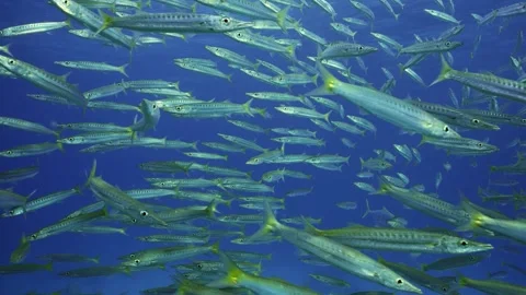 Close-up of Many Barracuda floating in water column, Slow motion Stock Footage 246359914