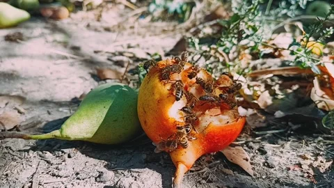 A close-up of many bees crawling on a very ripe pear. Broll. Time-lapse video. 스톡 동영상 317025449