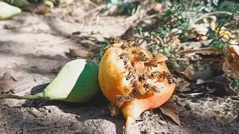 A close-up of many bees crawling on a very ripe pear. Broll. Time-lapse video. Видео 317025478