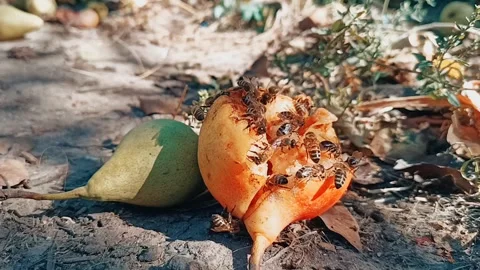 A close-up of many bees crawling on a very ripe pear. Broll. Time-lapse video. Stock-Footage 317025532