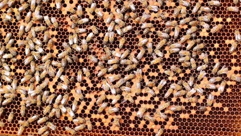 Close up of many bees. Video stock 247503479