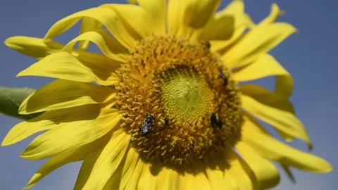 Close-up of Many Bees Pollinating a Sunflower Seed Disc Stock Footage 163369449