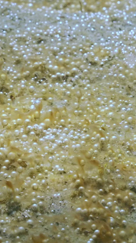 Close-up of many bubbles synthesized by benthic unicellular algae colony Video stock 338023646