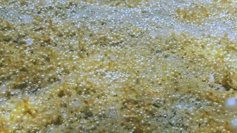 Close-up of many bubbles synthesized by benthic unicellular algae colony Stock Footage 339367204