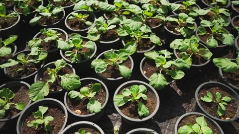 Close-up of many cabbage seedlings in plastic pots outdoors on a sunny day 스톡 동영상 301421955