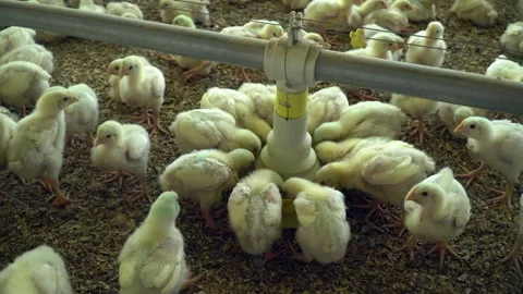 Close up of many chicks feeding and growing in poultry farm shed for chicken. 4k Stock Footage 147339189