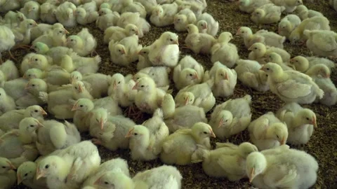 Close up of many chicks growing in poultry farm shed for chicken export. 4k Stock Footage 147339195
