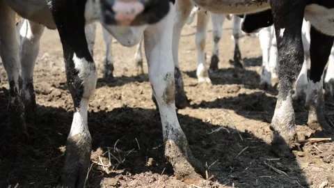 A close-up of many cows' legs standing in muddy ground 库存影片 278406360
