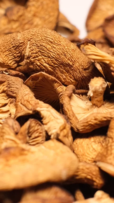 Close-up of many dry mushrooms rotating in a circle. Dry mushrooms. Vertical Video stock 250385232