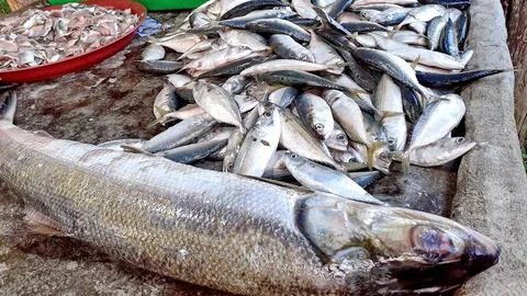 Close-up many fish big live deep sea dead sell market store still frozen. Stock-Fotos