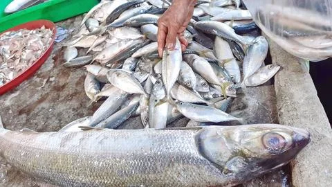 Close-up many fish hold hand live deep sea dead sell market store. Stock Photos