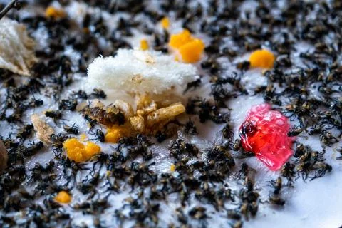 Close up of Many fly dead on Fly glue trap, Dead flies trapped on a glue trap Stock Photos