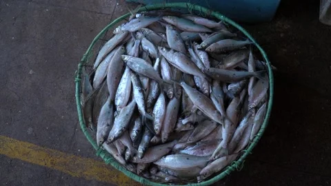 Close up of many fresh fish in straw market basket at fishmonger in the Amazon.  Stock Footage 146910835