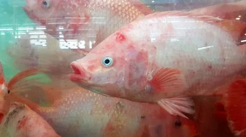 Close up many fresh tilapia swimming in glass cabinet in vintage tone Stock Photos
