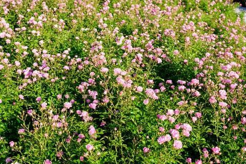 Close up of many large and delicate vivid pink rose in full bloom in a summ.. Stock Photos