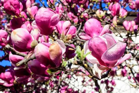 Close up of many large delicate white and pink magnolia flowers in full bloom Stock Photos