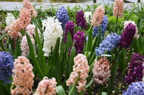 Close-up of many large multi-colored hyacinth flowers. Blooming spring flow.. Stock Photos