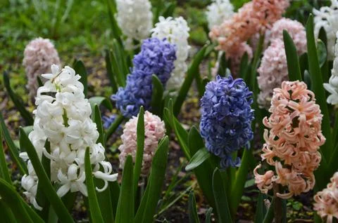 Close-up of many large multi-colored hyacinth flowers. Blooming spring flower Stock Photos