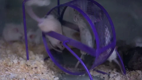 Close up of many mice running on one wheel Stock Footage 69986085