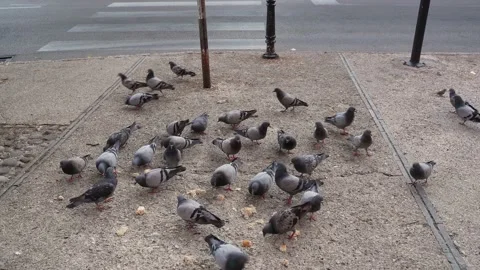 Close-up of many pigeons eating bread in the square of the big city. A flock of Stock Footage 203888379