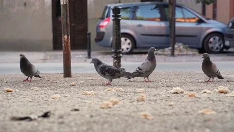 Close-up of many pigeons eating bread in the square of the big city. A flock of Stock Footage 203888484