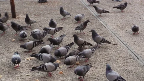 Close-up of many pigeons eating bread in the square of the big city. A flock of Stock Footage 204816887