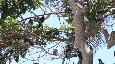 Close-up of many pigeons perched on a tree in the day under the intense sun in 4 Video stock 196728255