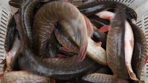 Close up of many pike fish on a fish farming pound 스톡 동영상 89135371