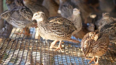 Close up of many quails in their cage at a farm - quail farming Stock Footage 103492798