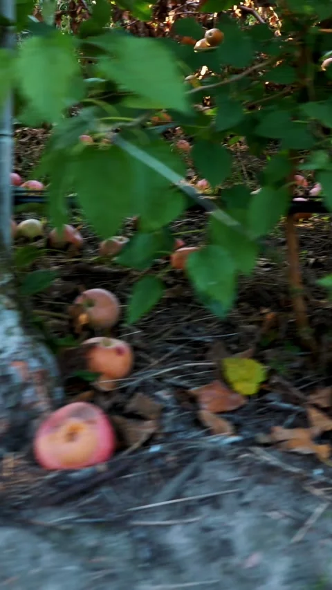 Close up, Many ripe fallen apples lying on the ground under apple trees in an Video stock 314236402