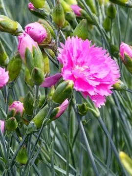 Close-up of many small delicate bright pink carnation flowers Dianthus caryop Foto stock