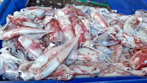 Close-up many squid deep-sea live dead sell market store still frozen fresh.. Stock Photos