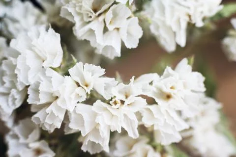 Close up with many white flowers pattern. Stock Photos