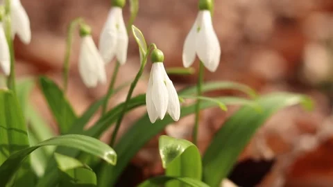 Close-up of many white snowdrops growing in wild clumps in the forest Stock-Footage 331951291