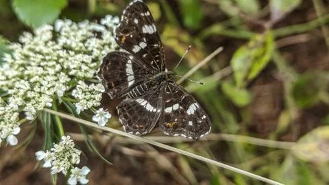 Close-up of a Map Butterfly resting on delicate white wildflowers in a meadow Fotos de archivo