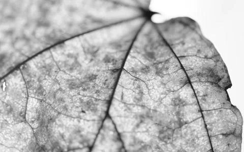 Close-up of maple autumn leaf on white in monochrome Stock Photos