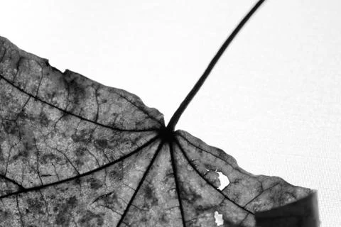 Close-up of maple autumn leaf on white in monochrome Stock Photos