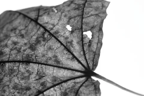 Close-up of maple autumn leaf on white in monochrome Stock Photos